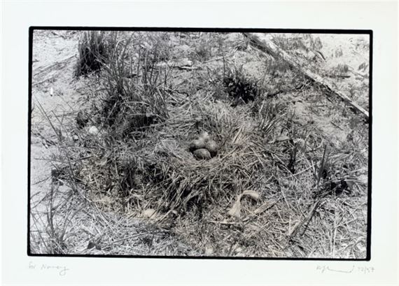 Nest no. 1 by Zoe Leonard, 1997