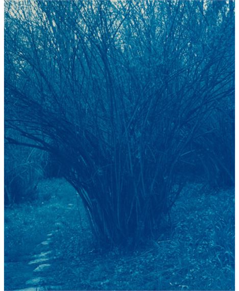 Mocking Orange Grove 1910 by David McDermott, Peter Thomas McGough, 1994