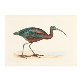 A History of British Birds - Francis Orpen Morris