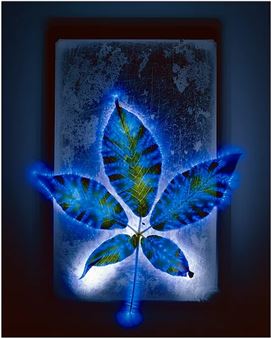 Robert Buelteman: Chasing the Light at Stanford´s Jasper Ridge - Art Ventures Gallery