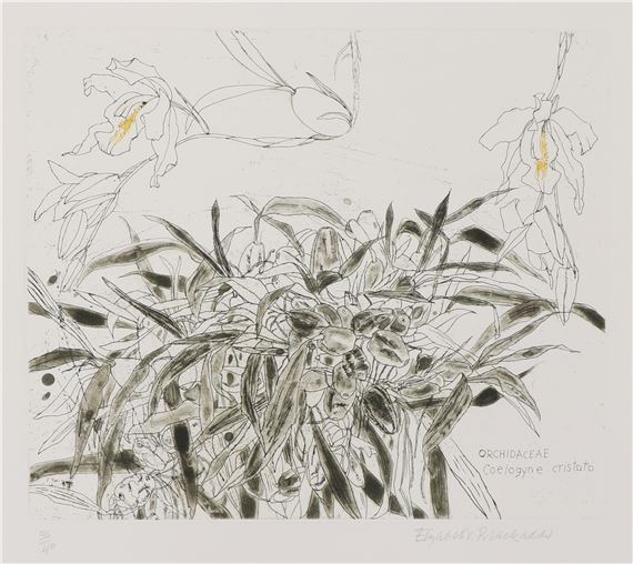 'Orchidaceae Coelogyne Cristata' by Elizabeth Blackadder