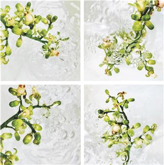 Kohekohe Love - Mamakan