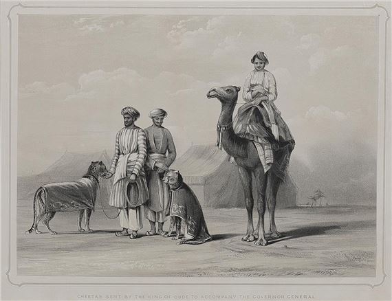 CHEETA'S SENT BY THE KING OF OUDE TO ACCOMPANY THE GOVERNOR GENERAL by Emily Eden, 1844