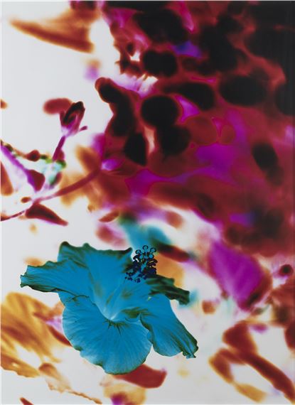 A vibrant abstract floral composition featuring a prominent blue flower against a colorful, blurred background.