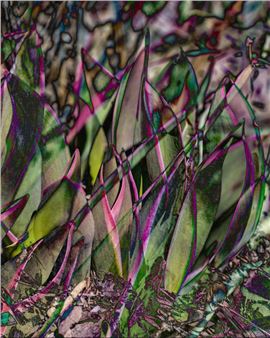 Forced to Forgo Travel, Photographer Lori Ryerson Finds Inspiration at Home: In Her Garden