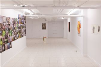 Pits, Seeds - The Plumb