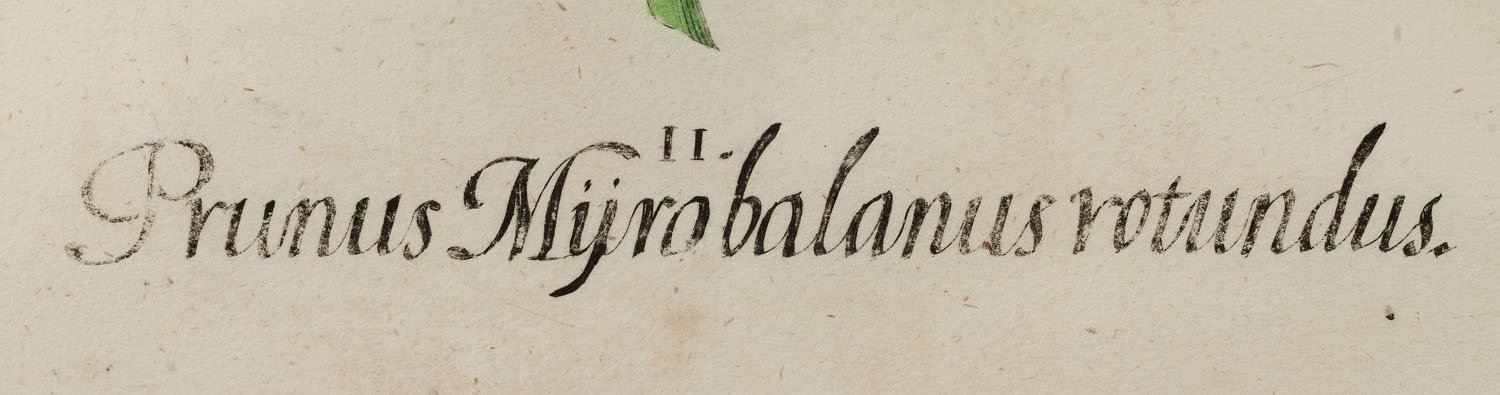 Artwork by Basilius Besler, Balaustia from Hortus Eystettensis Nürnberg, Made of coloured copperplate