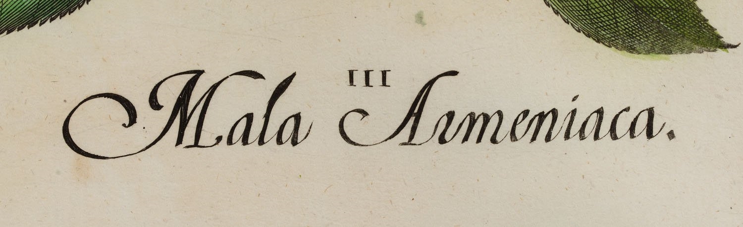 Artwork by Basilius Besler, Balaustia from Hortus Eystettensis Nürnberg, Made of coloured copperplate