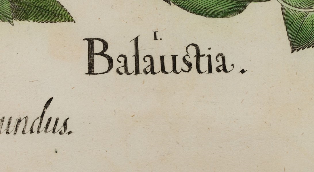 Artwork by Basilius Besler, Balaustia from Hortus Eystettensis Nürnberg, Made of coloured copperplate