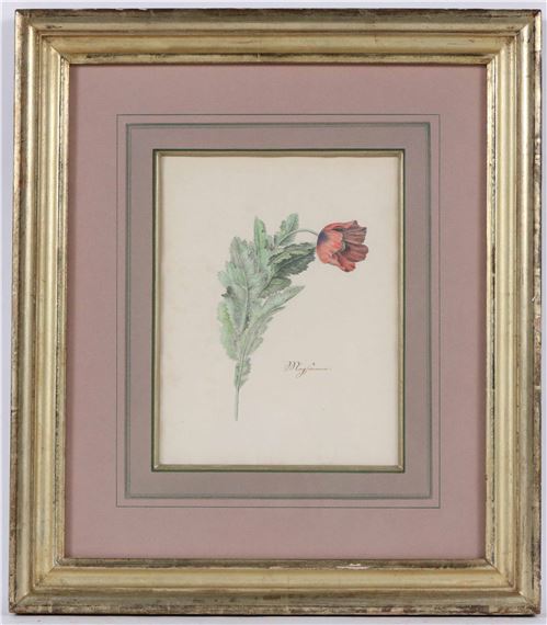 Poppy by German School, 18th Century, "E.B. 10"