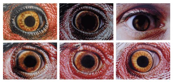 Untitled by Koen Vanmechelen, 2001