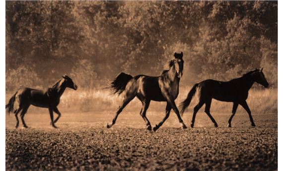 Horse #321 by Michael Eastman