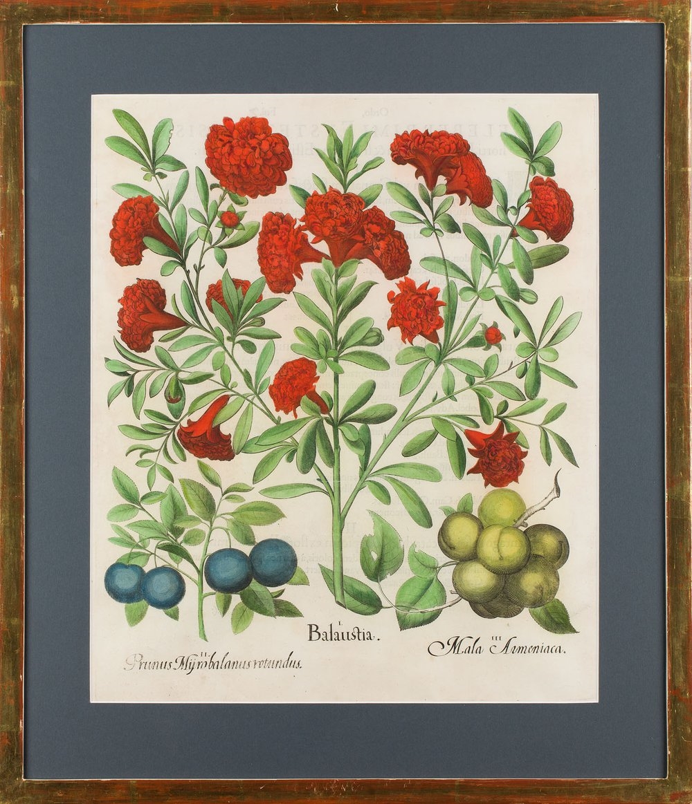 Artwork by Basilius Besler, Balaustia from Hortus Eystettensis Nürnberg, Made of coloured copperplate