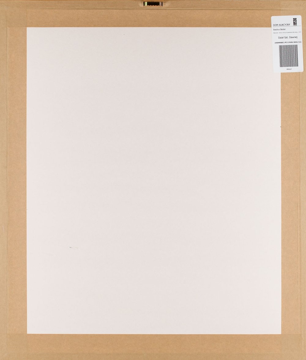 Artwork by Basilius Besler, Balaustia from Hortus Eystettensis Nürnberg, Made of coloured copperplate