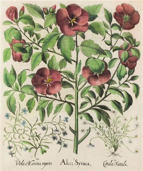 Alcea Syriaca from Hortus Eystettensis Nürnberg by Basilius Besler, 1613