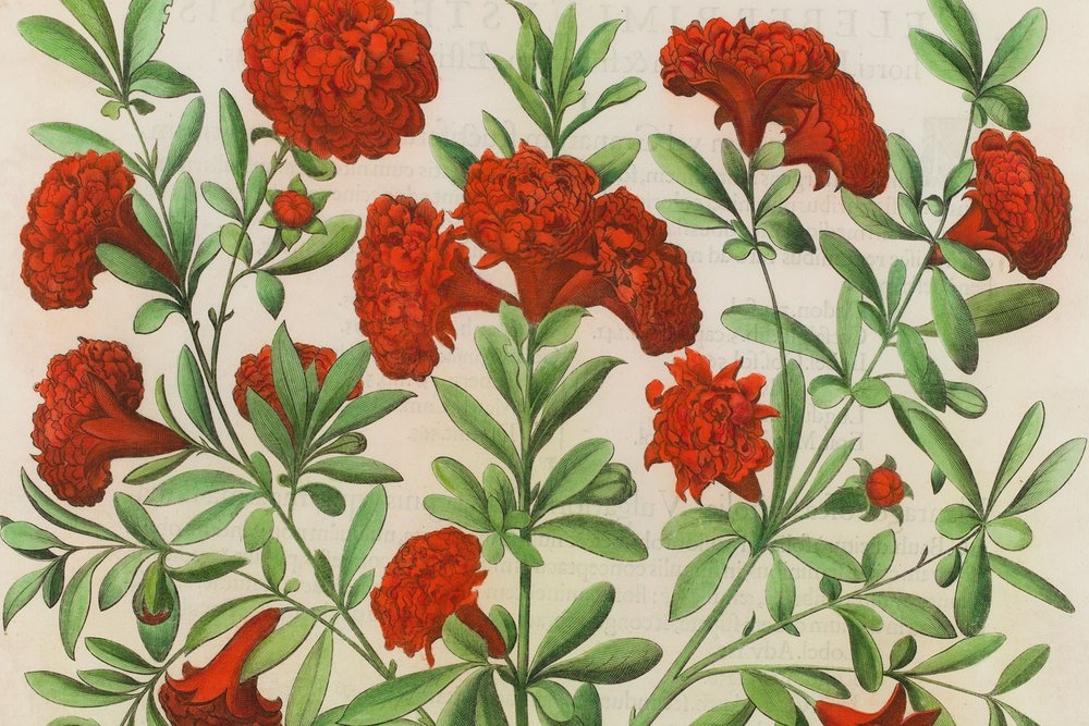 Artwork by Basilius Besler, Balaustia from Hortus Eystettensis Nürnberg, Made of coloured copperplate