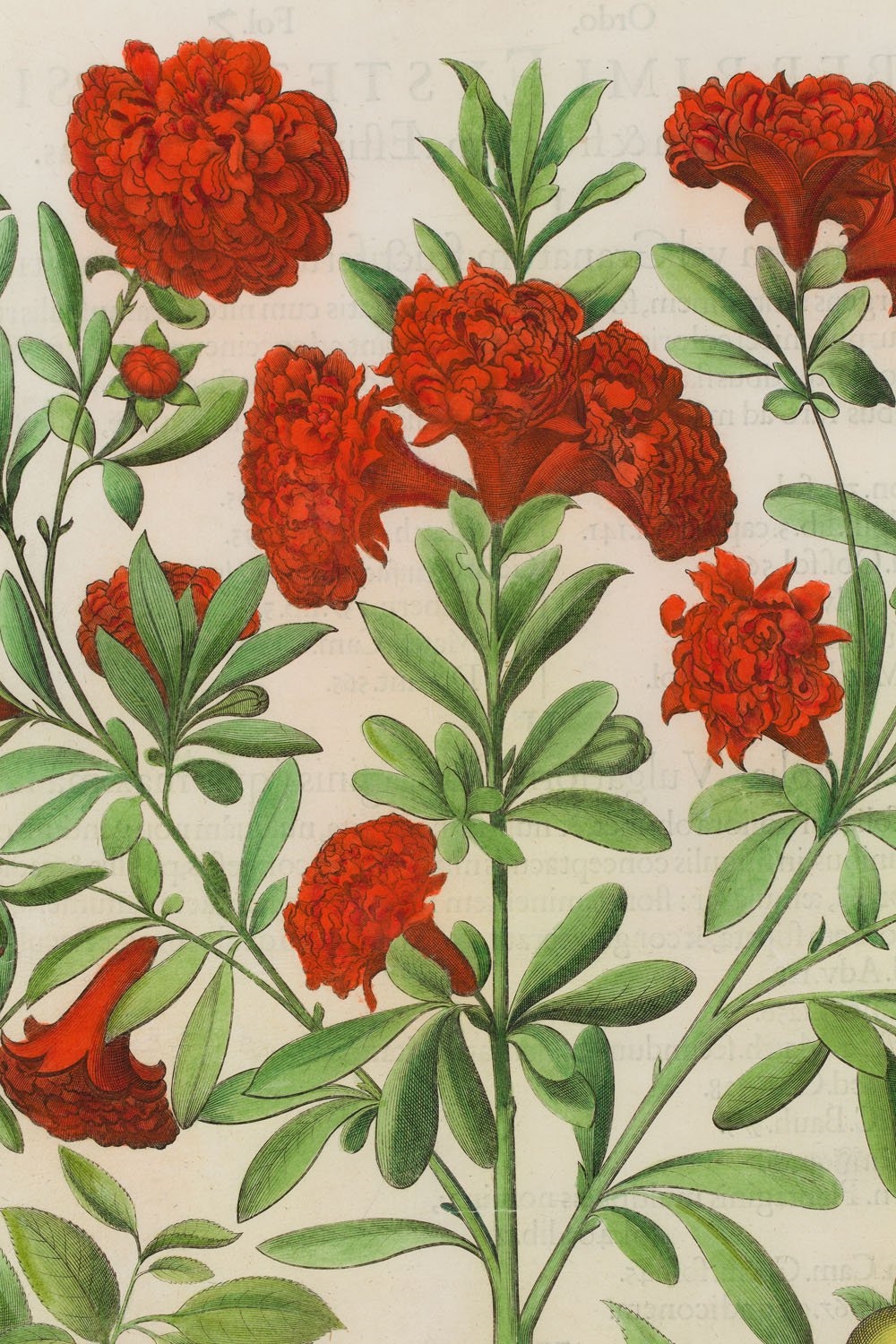 Artwork by Basilius Besler, Balaustia from Hortus Eystettensis Nürnberg, Made of coloured copperplate