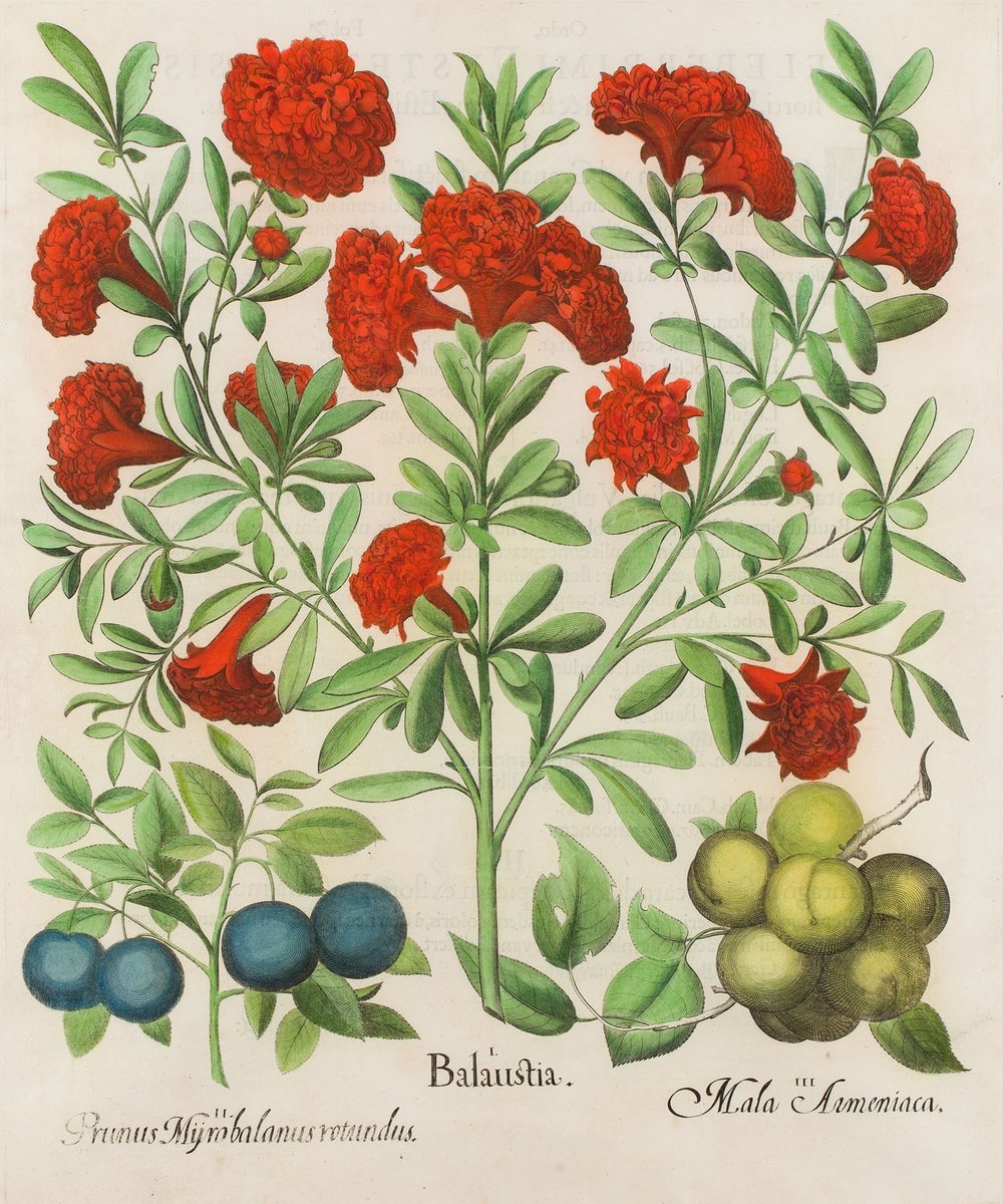 Artwork by Basilius Besler, Balaustia from Hortus Eystettensis Nürnberg, Made of coloured copperplate