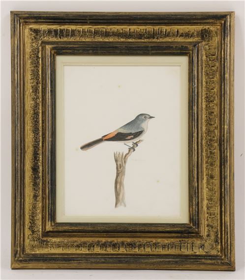 Company School, 19Th Century | Purple Sunbird; Grey Wagtail; Long-Tailed Minivet; And One Further Exotic Bird Study | Mutualart