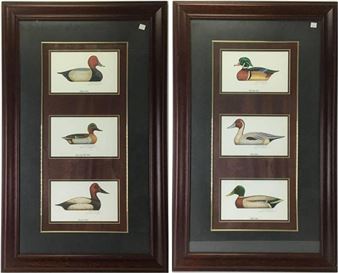 Duck - Edward Schaefer