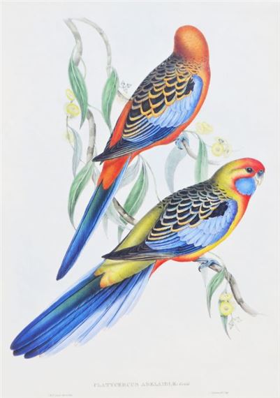 JOHN GOULD SPLENDID PARAKEET VINTAGE AUSTRALIAN BIRD ART PRINT POSTER 