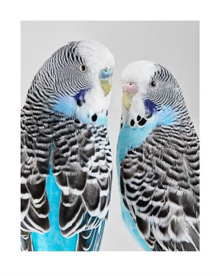 Leila Jeffreys: High Society - Purdy Hicks Gallery