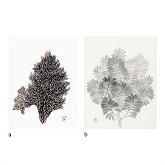 A diptych of botanical illustrations featuring a dark coral and a lighter leafy tree.