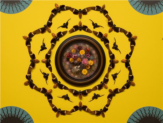 Jennifer Angus: Magicicada - Staten Island Museum