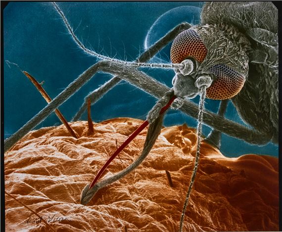 Myggan by Lennart Nilsson, 1979