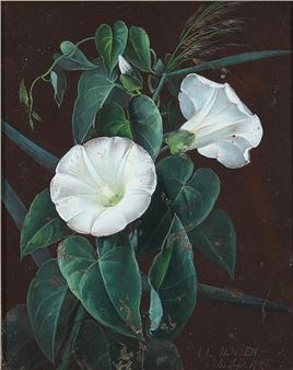 Bindweed - Johan Laurentz Jensen