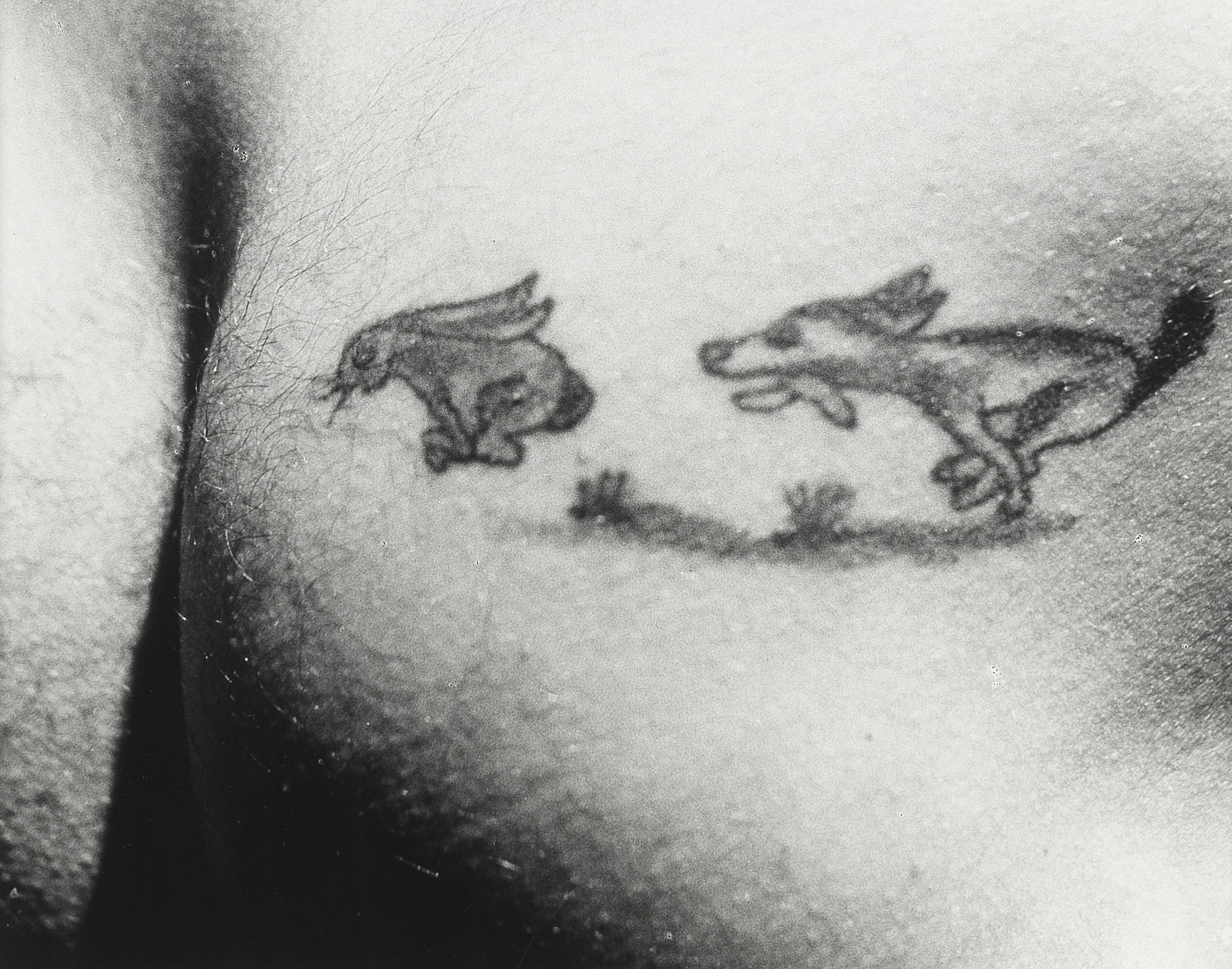 Wolf Chasing Rabbit