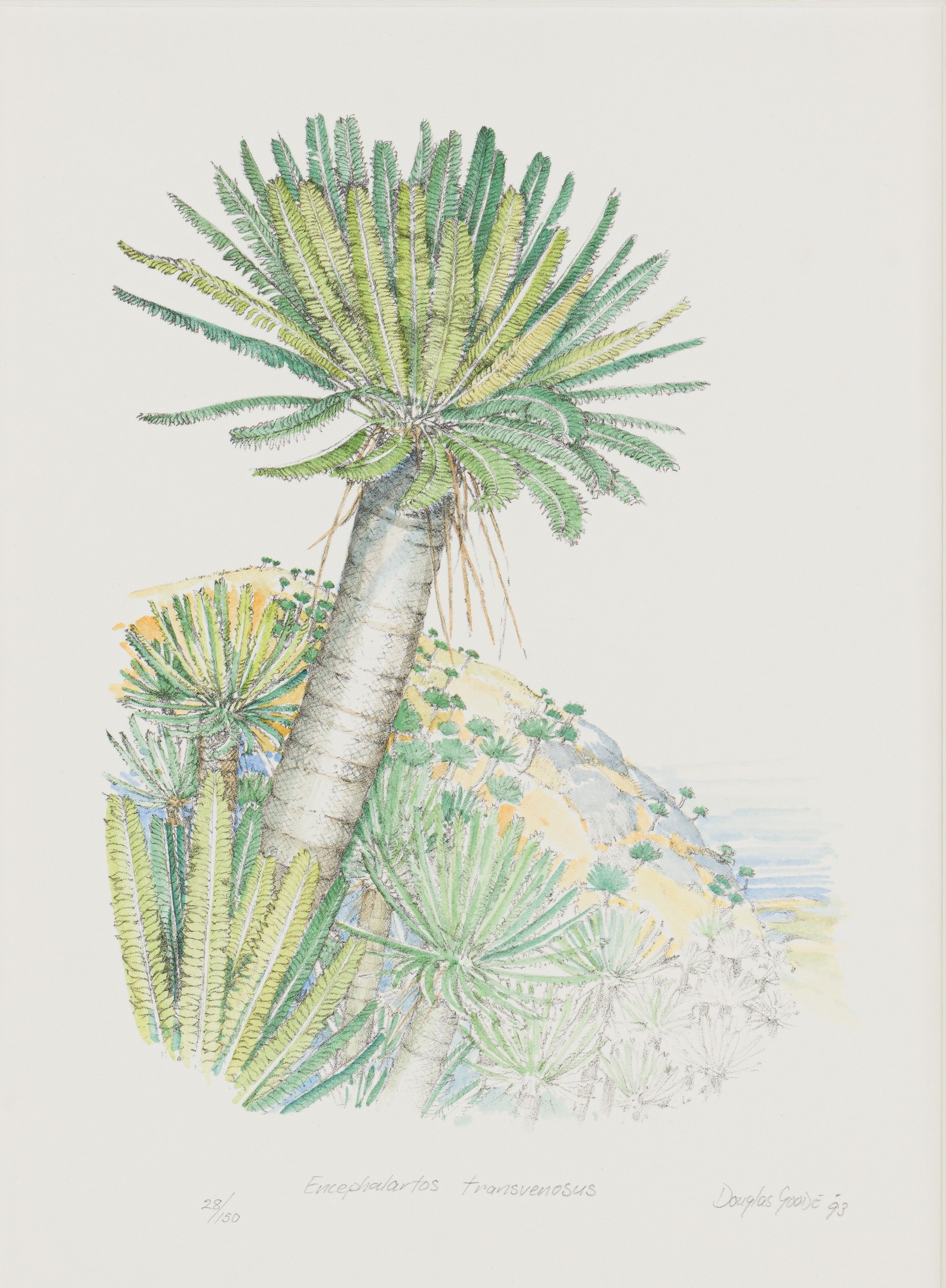Artwork by Douglas Goode, Encephalartos transvenosus, Made of lithograph
