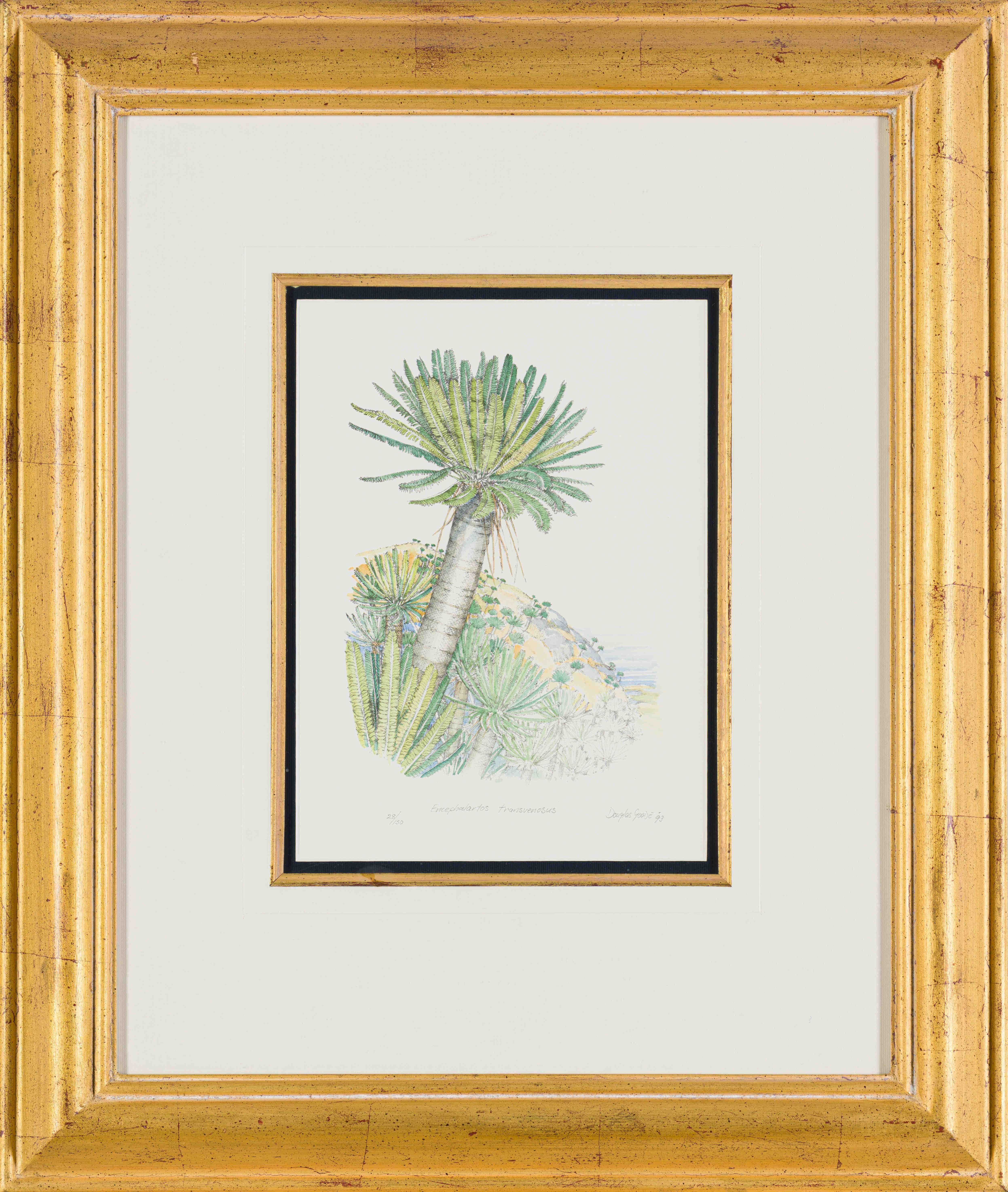 Artwork by Douglas Goode, Encephalartos transvenosus, Made of lithograph