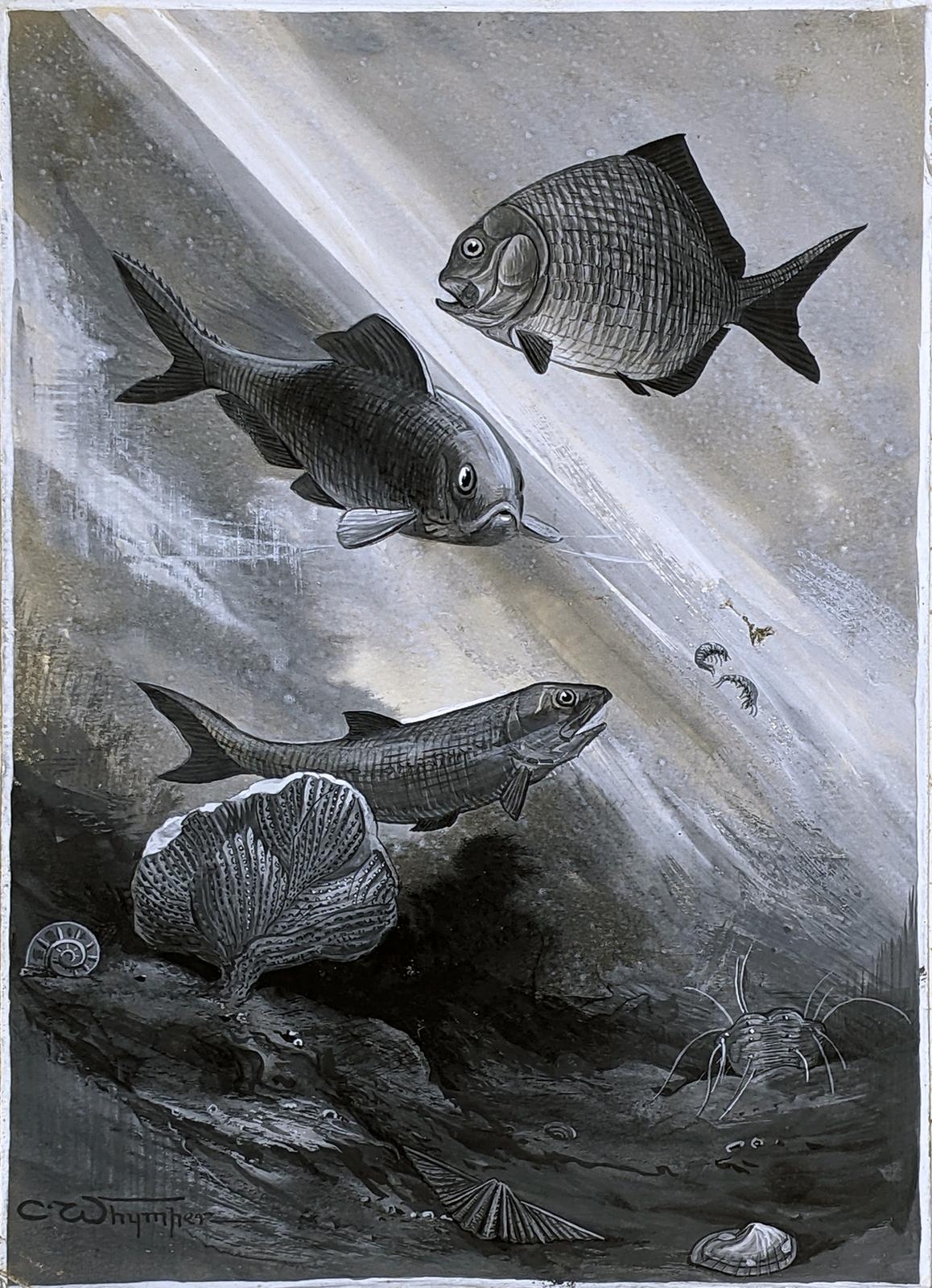 Artwork by Charles Whymper, Fishes of the Permian Period (Amblypterus, Palaeoniscus, Polyzoa, Ammonoid, Lampshell, Platysomus, Schizodus), Made of pen, ink and grey wash, heightened in white
