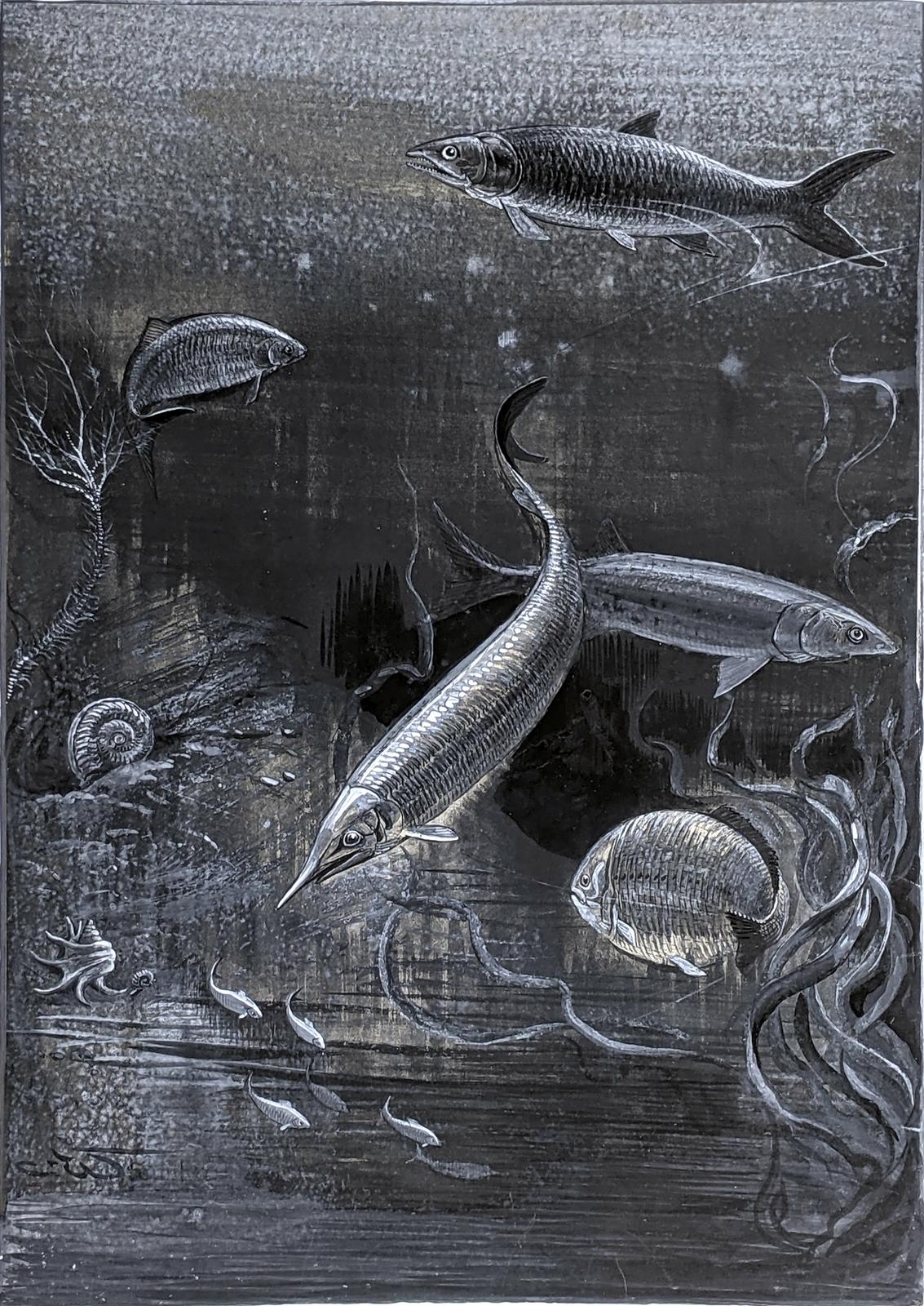 Fishes of the Jurassic Period (Hypsocormus, Aspidorhynchus, Sprattiformis, Caturus, Chondrostreus, Dapedius) by Charles Whymper, c.1905-1912