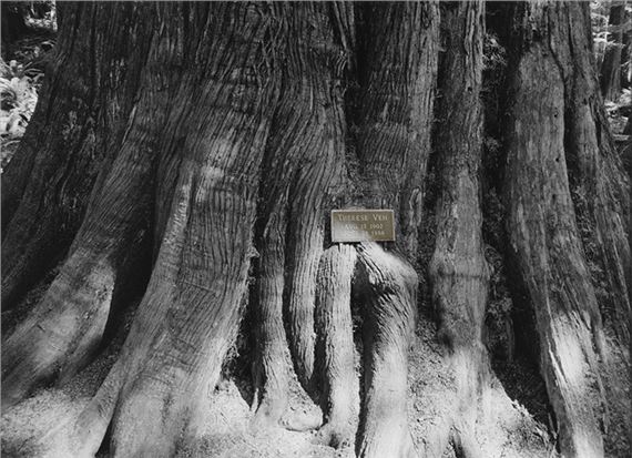 1902 - 1986 - Liz Magor