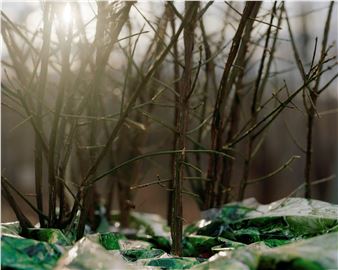 Spring Forest - Allison Grant