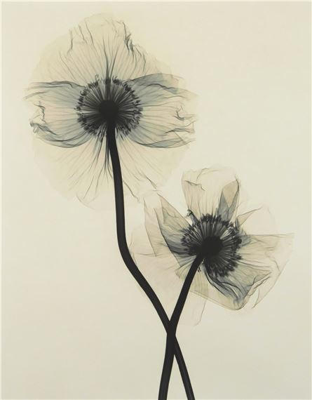 ''Papaver Nudicaule by Judith K. McMillan, 2000