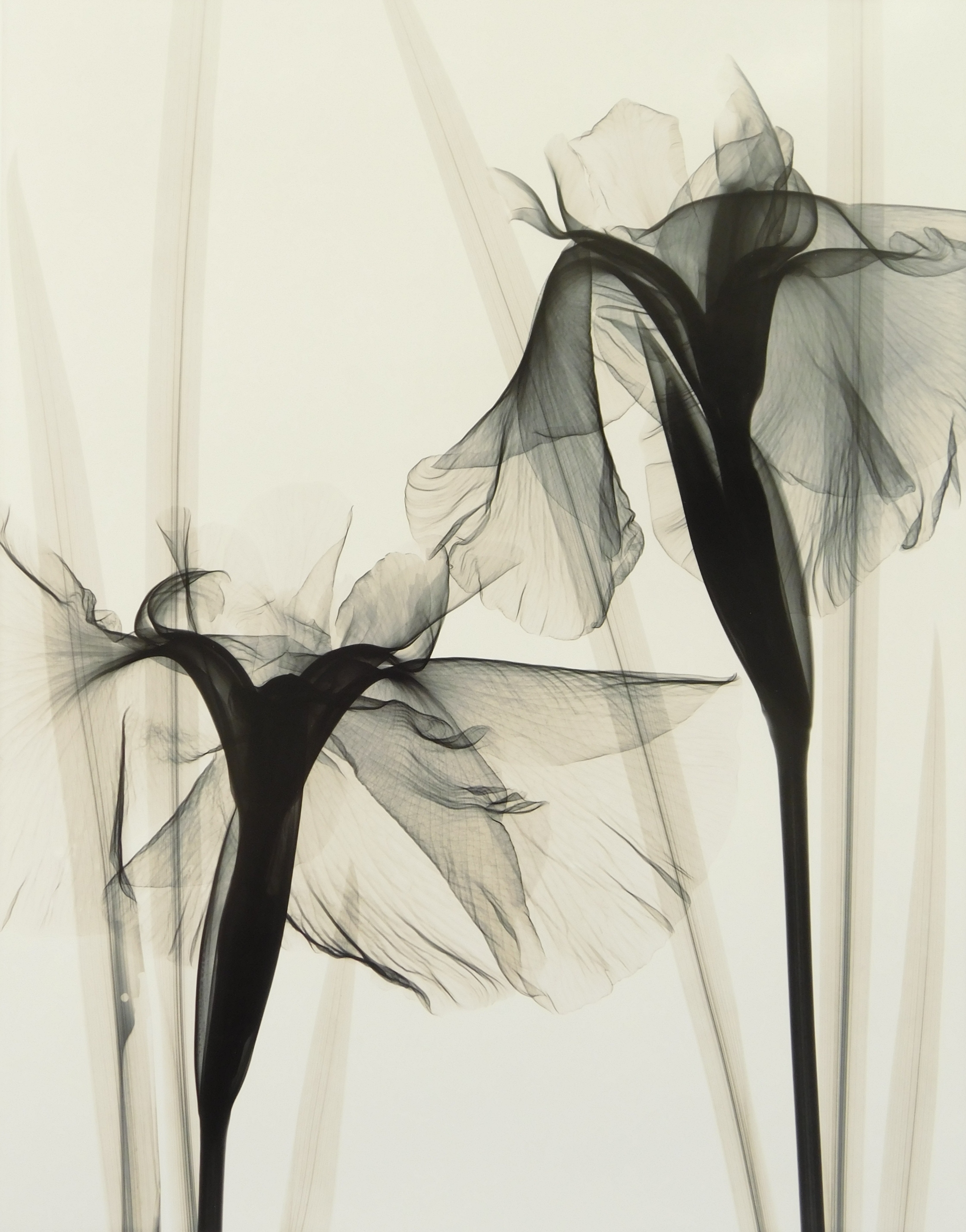 Artwork by Judith K. McMillan, ''Iris Kaempferi (Japanese Iris)'', Made of silver gelatin print