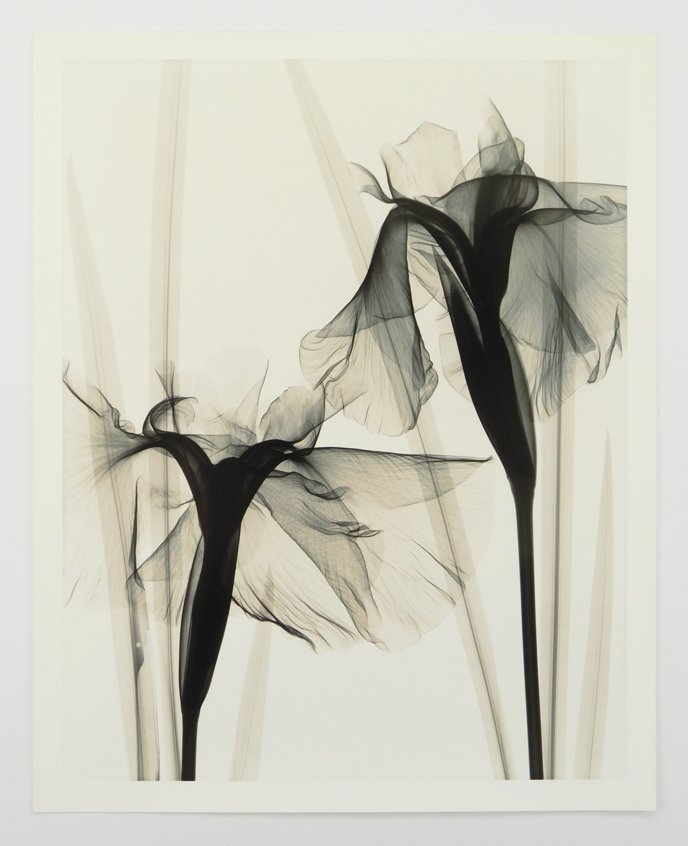 Artwork by Judith K. McMillan, ''Iris Kaempferi (Japanese Iris)'', Made of silver gelatin print