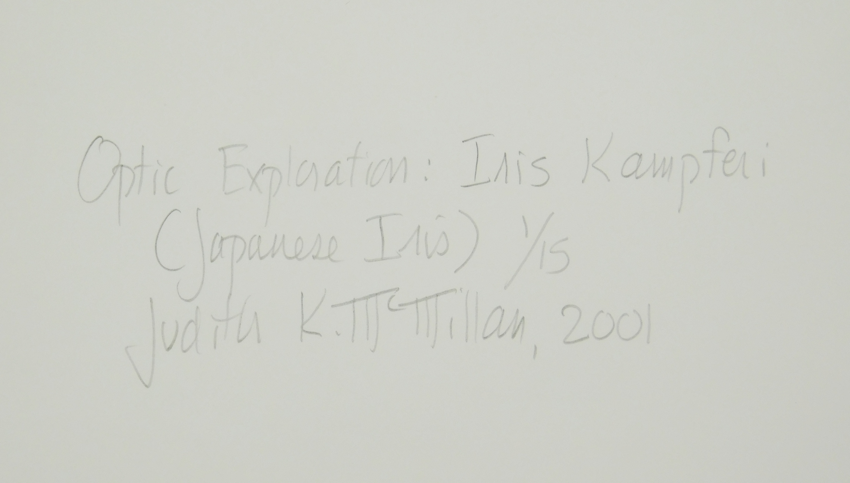 Artwork by Judith K. McMillan, ''Iris Kaempferi (Japanese Iris)'', Made of silver gelatin print