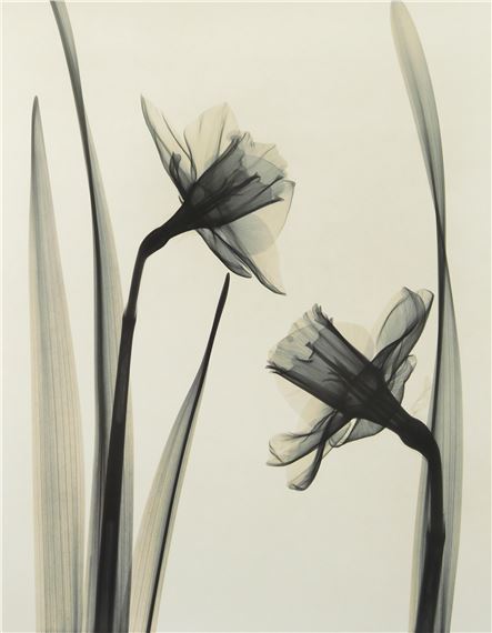 ''Narcissi (Trumpet Narcissus)'' by Judith K. McMillan, 2001