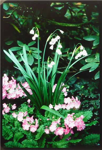 ''Primrose'' by Judith K. McMillan