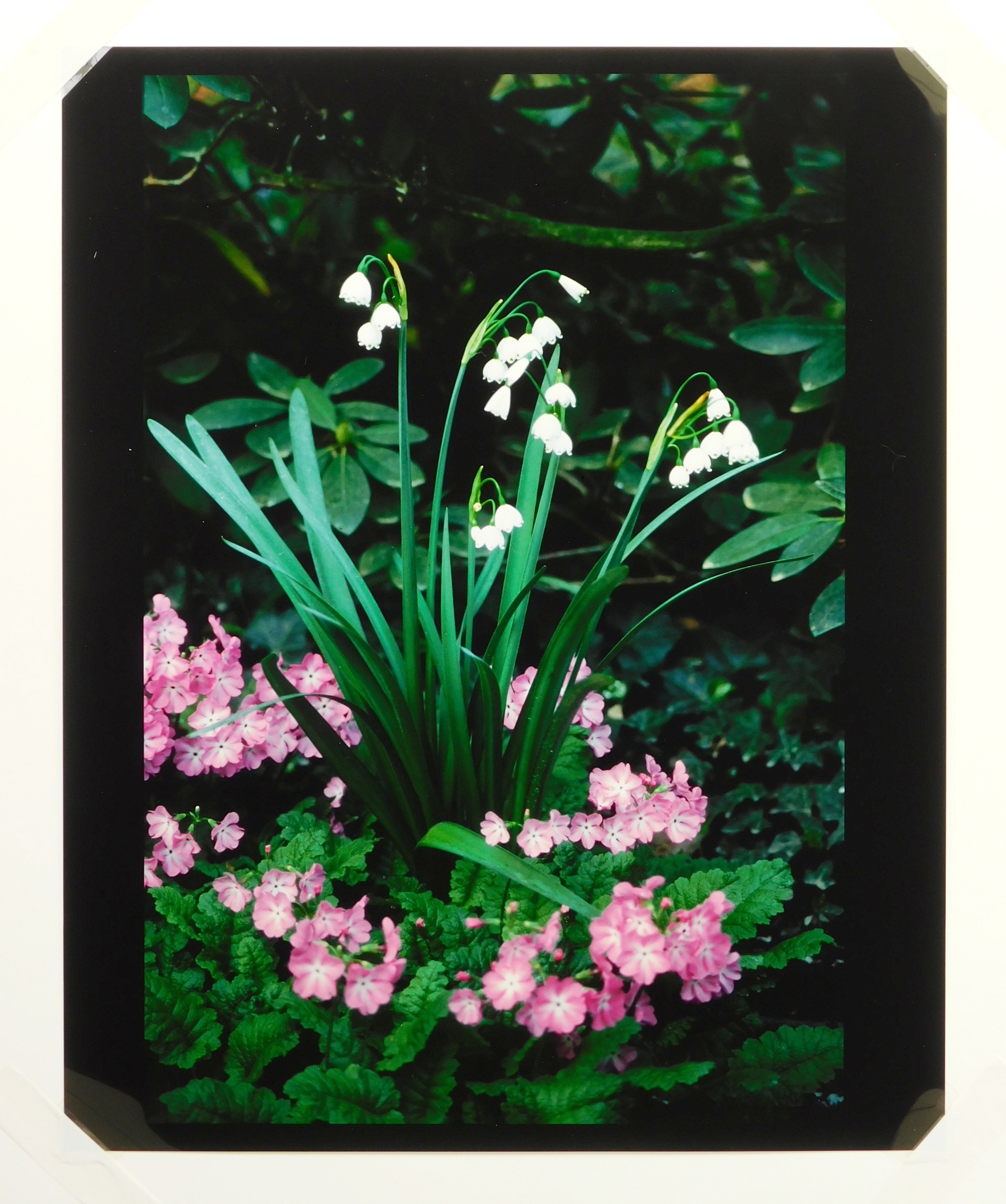 Artwork by Judith K. McMillan, ''Primrose'', Made of photograph