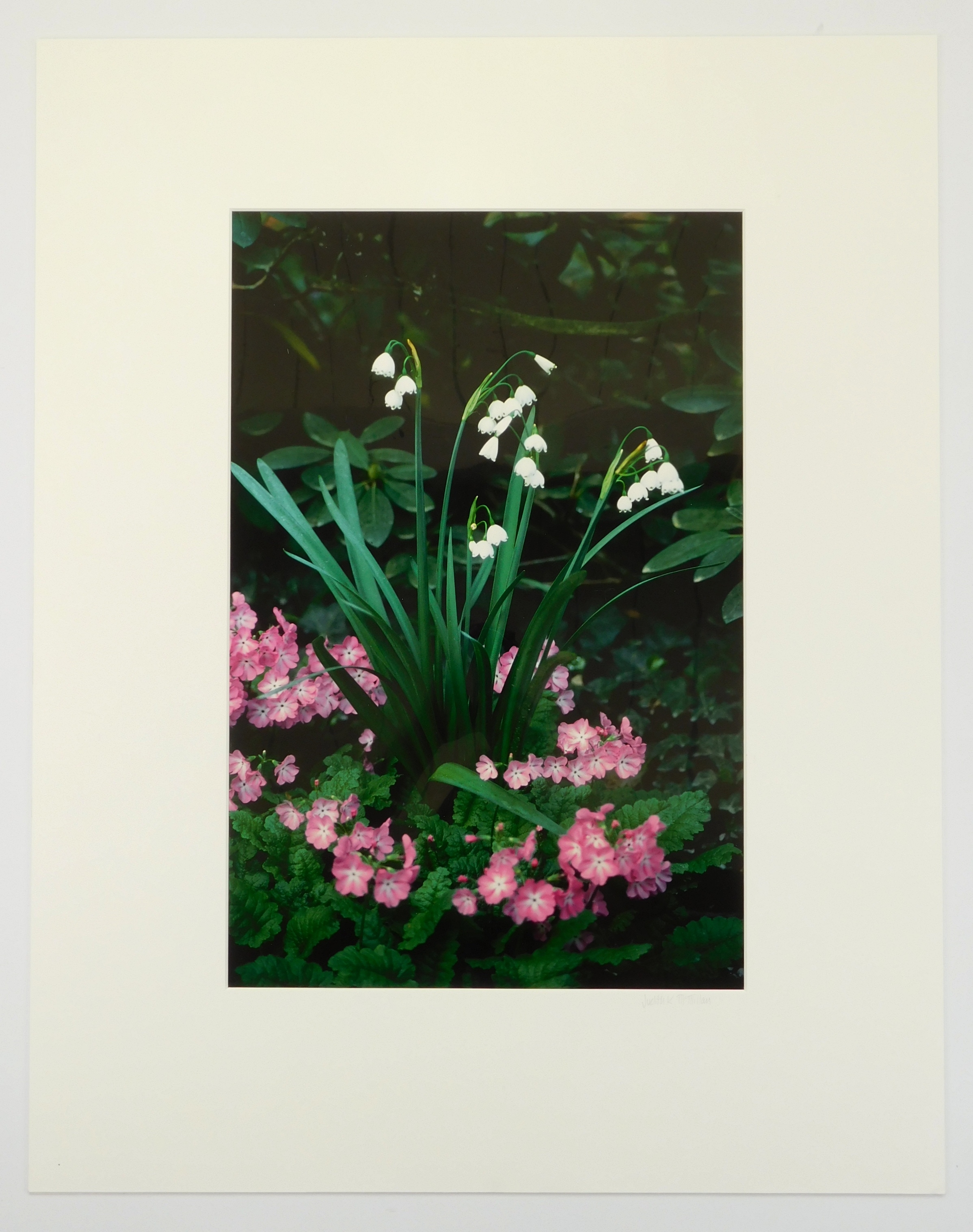 Artwork by Judith K. McMillan, ''Primrose'', Made of photograph
