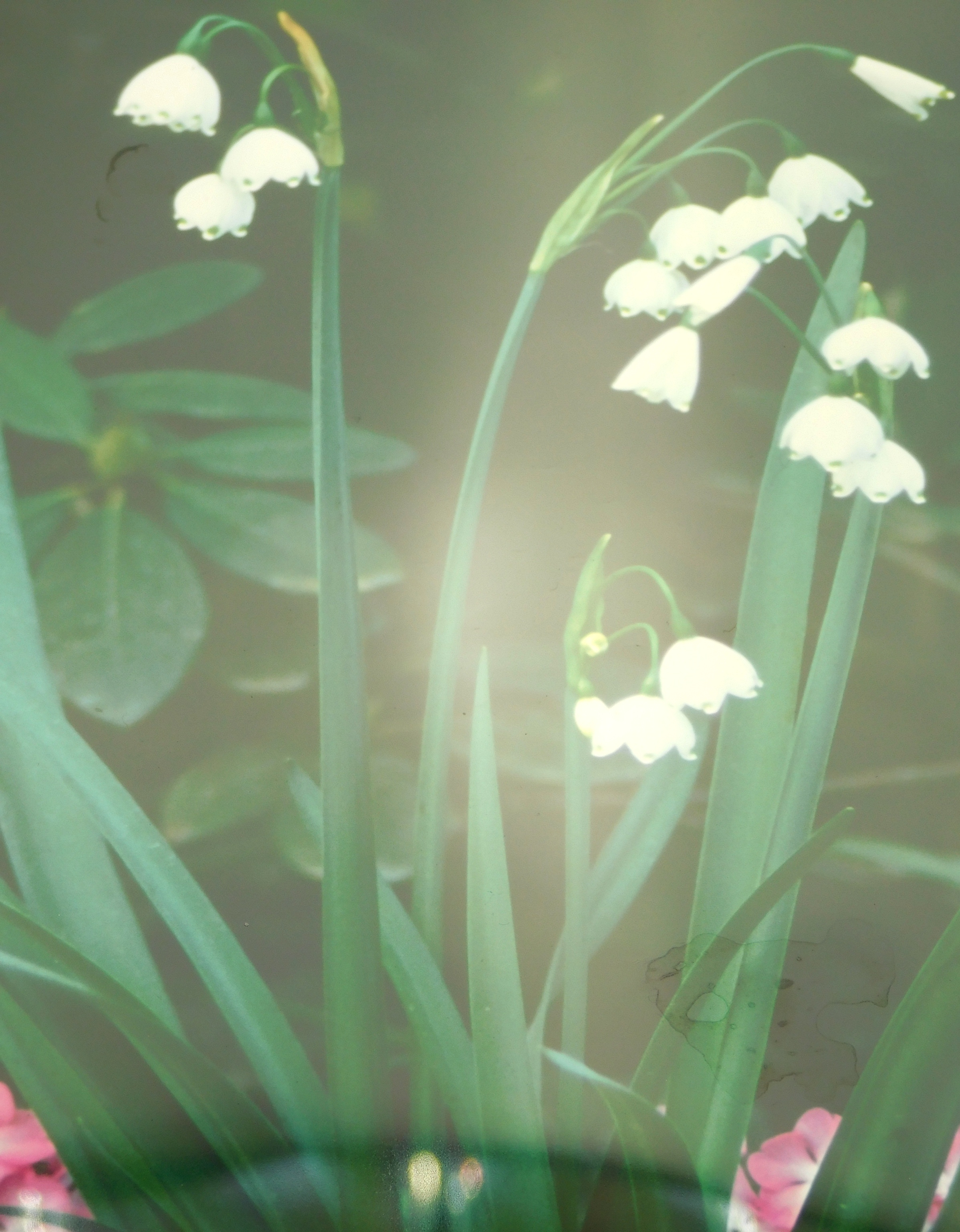 Artwork by Judith K. McMillan, ''Primrose'', Made of photograph