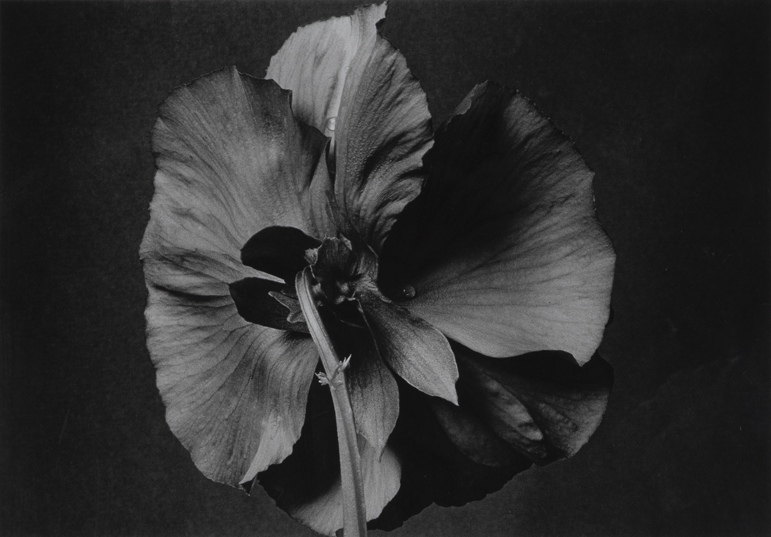 Artwork by Pilar Pequeño, Pensamiento, Made of Photography gelatin silver bromide