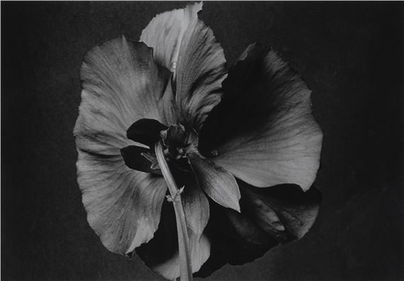 Pensamiento - Pilar Pequeño