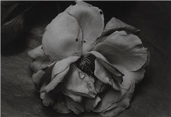 Rosa - Pilar Pequeño