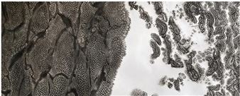 Amy Landesberg: Natural Forces - Whitespace